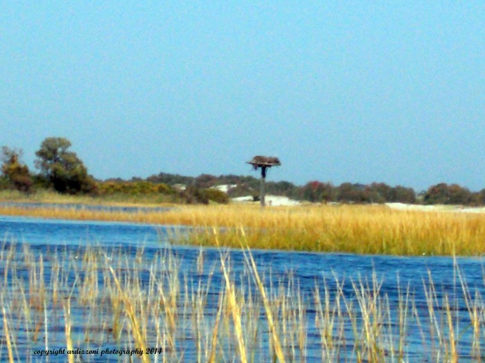September 28, 2014 Osprey nest on the Essex River