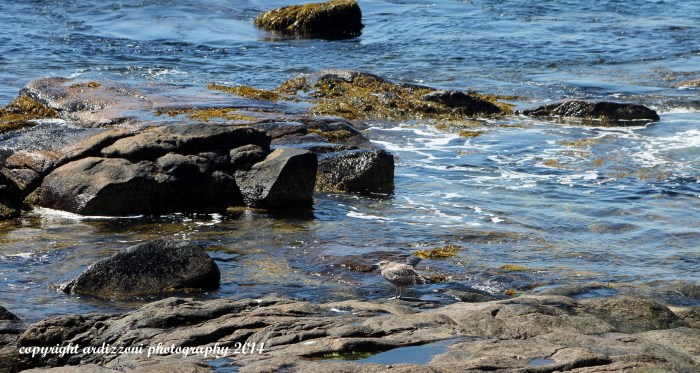 September 7, 2014 Hanging out in the blue water