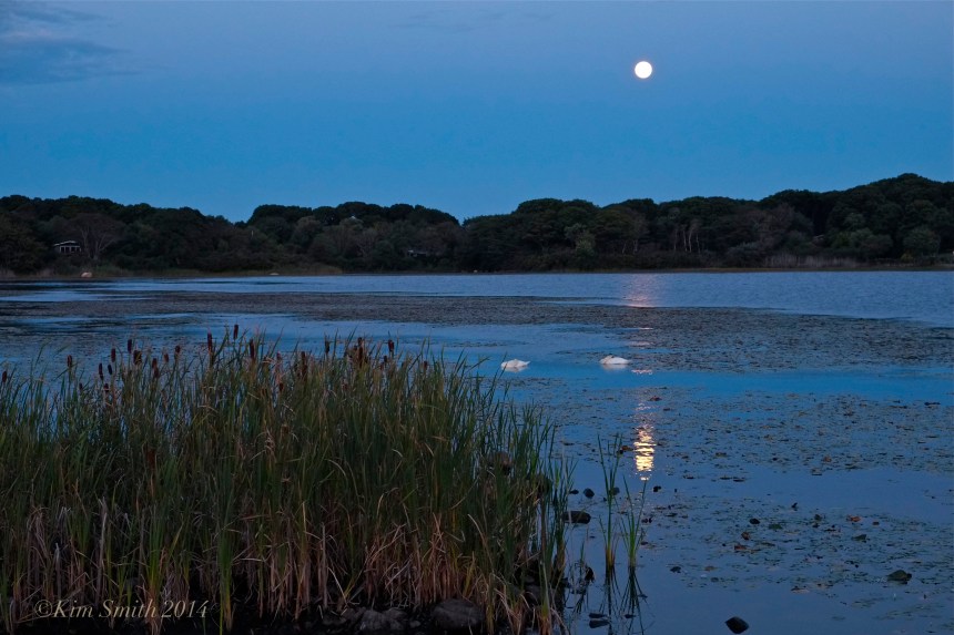 Sleeping Swans in the Harvest Moon Light -3 ©Kim Smith 2014