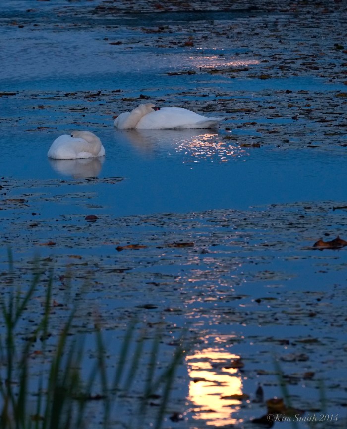 Sleeping Swans in the Harvest Moon Light ©Kim Smith 2014
