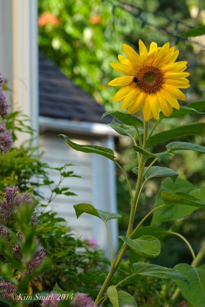 Sunflower ©Kim Smith 2014 copy
