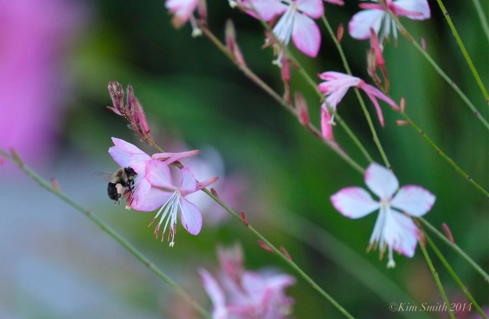 Whirling Butterflies (Gaura lindheimeri) ©Kim Smith 2014