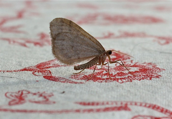 winter-moth-operophtera-brumata