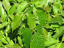 220px-Toxicodendron_radicans,_leaves