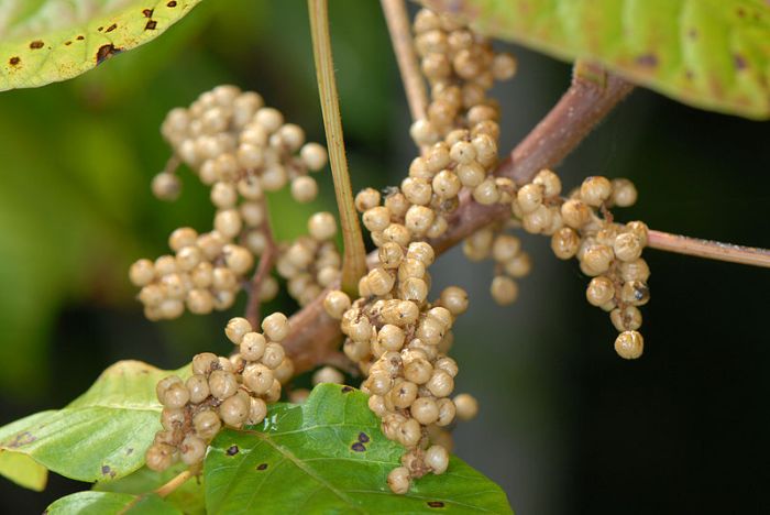 800px-Toxicodendron_radicans_(L.)_Kuntze_-_eastern_poison_ivy,_poison_ivy,_poisonivy_(3778180456)