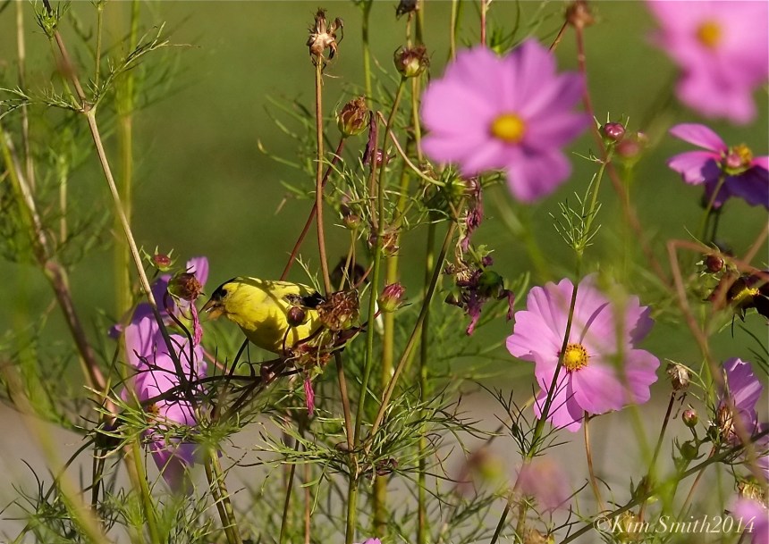 American Goldfinch male Cosmos bipinatus ©Kim Smith 2014