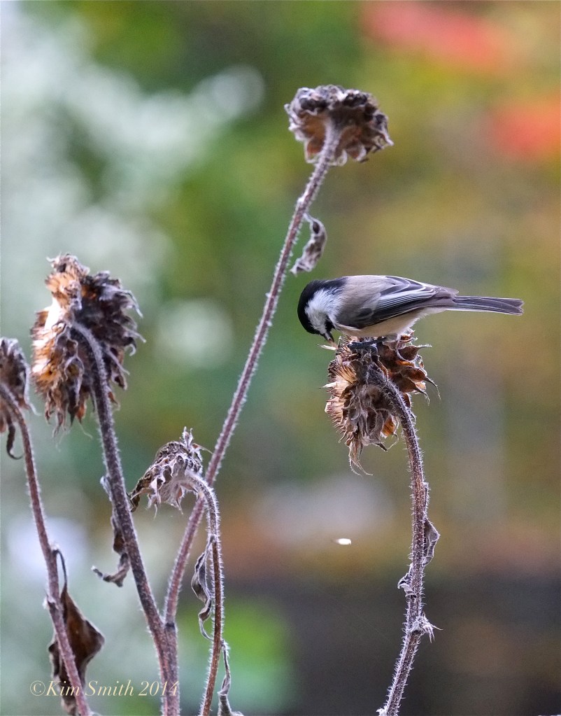 Black-capped Chicakdee Poecile articapillus ©Kim Smith 2014