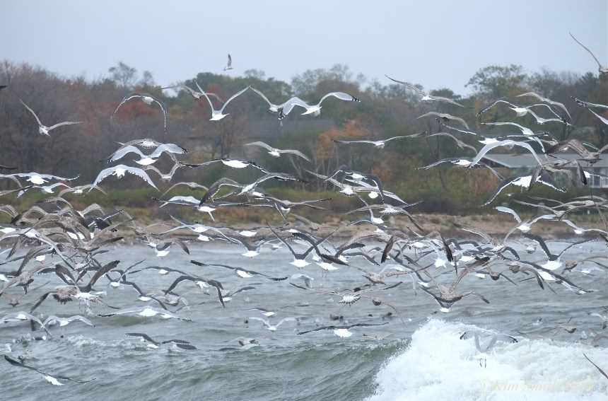 Brace Cove seagulls ©Kim Smith 2014