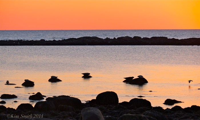 Brace Cove seals at sunrise -2 ©Kim Smith 2014