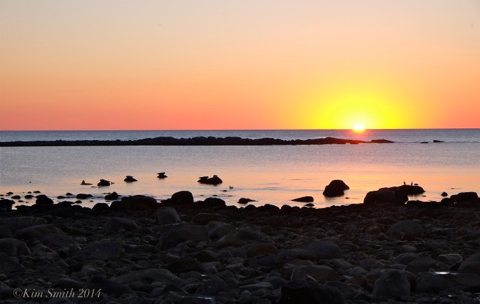 Brace Cove seals at sunrise ©Kim Smith 2014