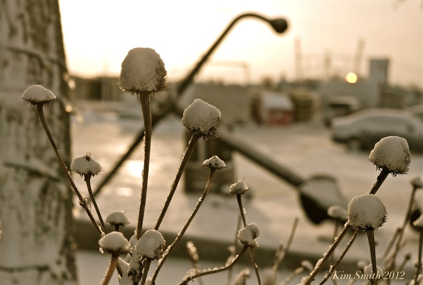 Coneflowers in the snow ©Kim Smith 2012