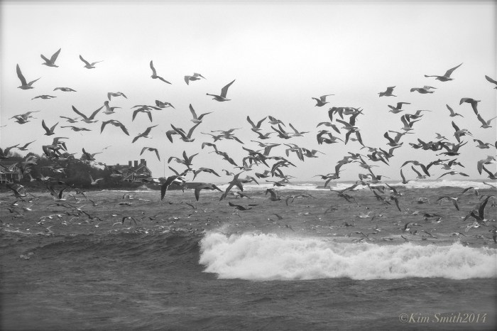 Eastern Point Seagulls ©Kim Smith 2014
