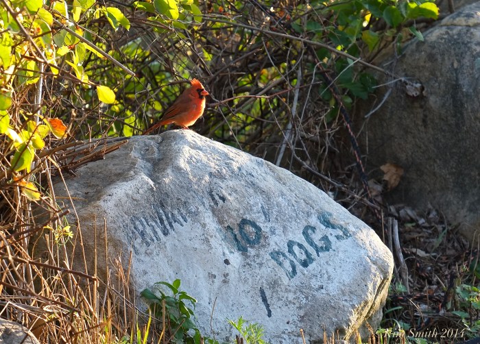 Fledgling juvenile male cardinal ©kim Smith 2014