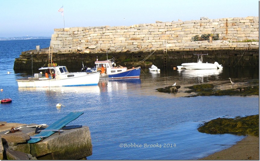 lanes cove heron 9 26 14