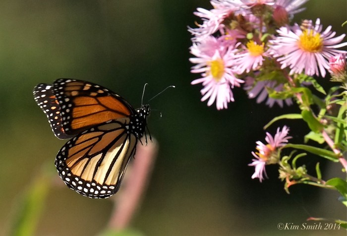 Monarch Butterfly Gloucester MA ©Kim Smith 2014