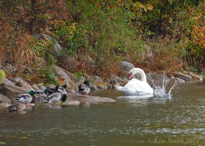 Niles Pond Swans ©kim Smith 2014