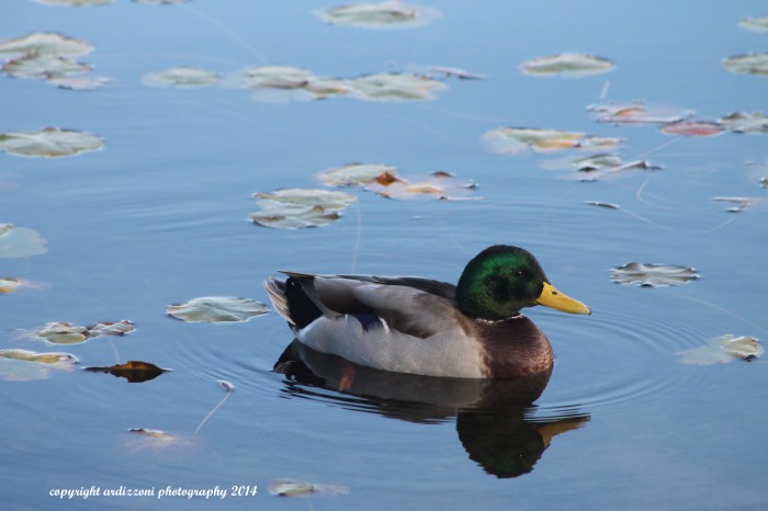 October 10, 2014 pretty duck at Niles Pond