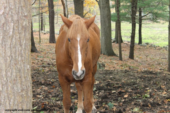 October 29, 2014 such a beautiful animal