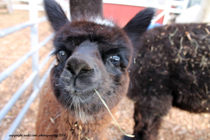 October 30, 2014 Frankie at Marshall Farm loves the camera