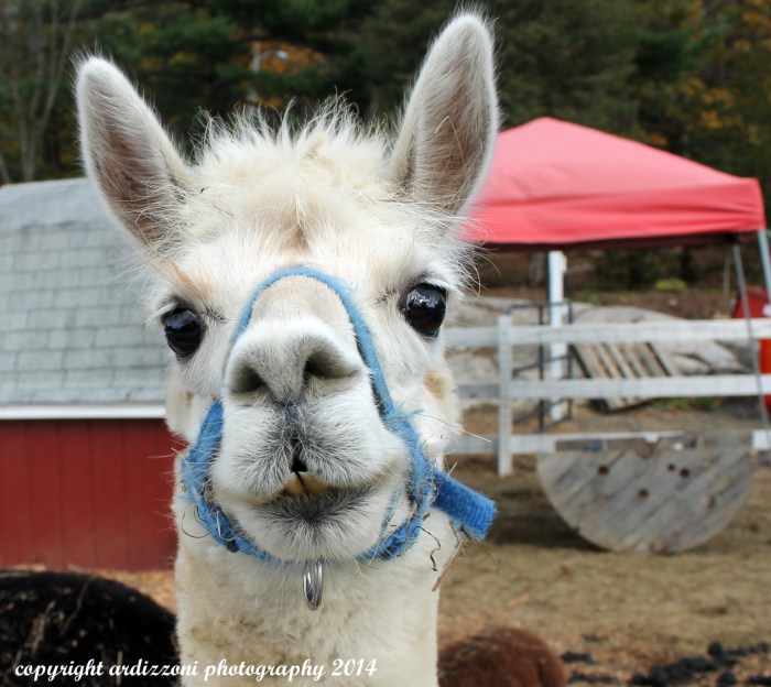 October 30, 2014 Magnolia