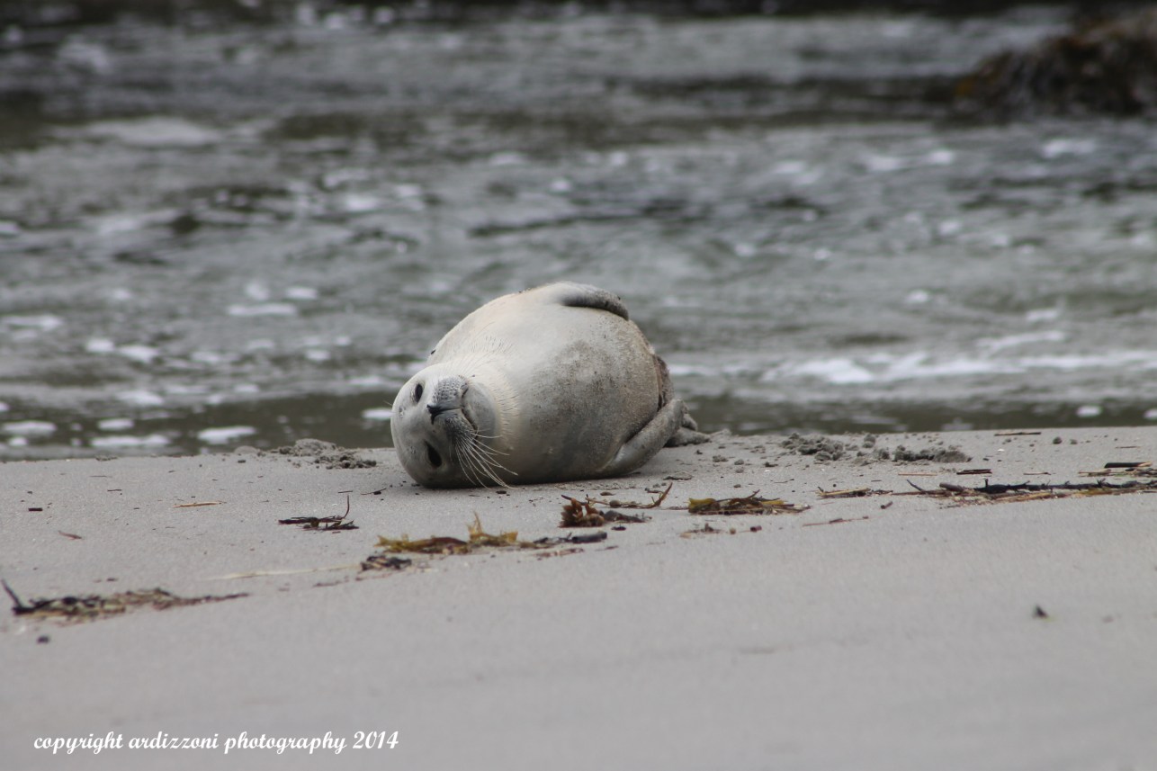 October 4, 2014 injured seal