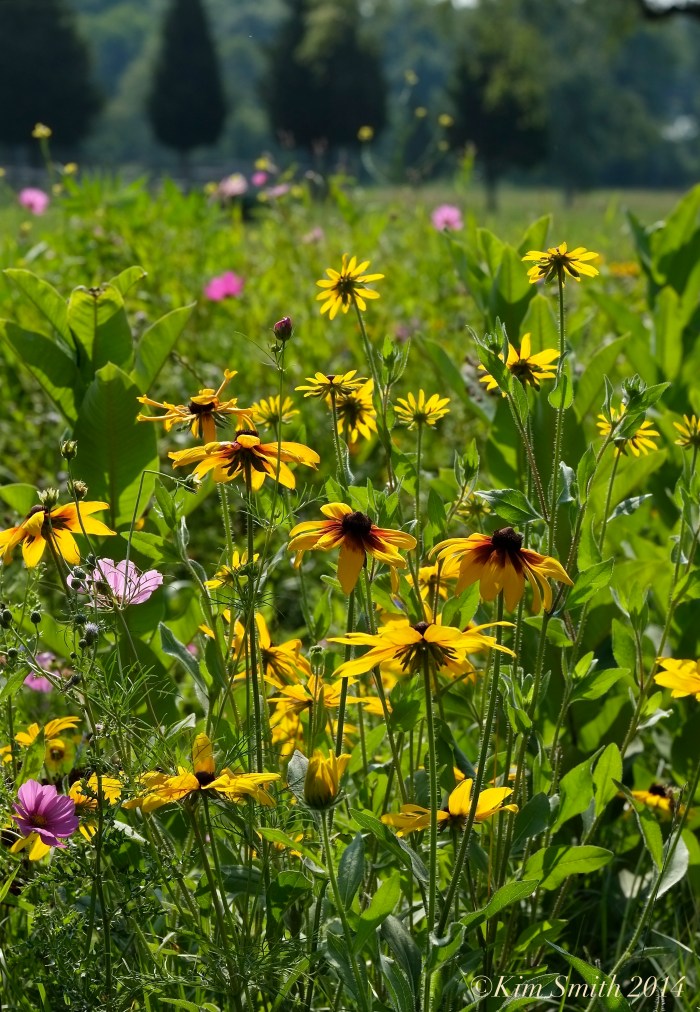 Rudbeckia ©Kim Smith 2014