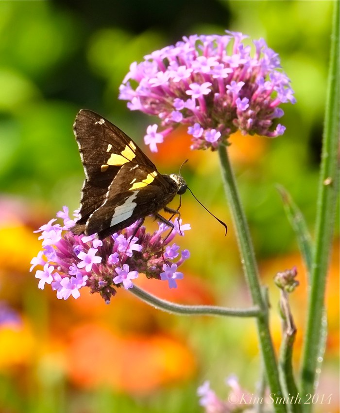 Silver-spotted Skipper ©Kim Smith 2014JPG