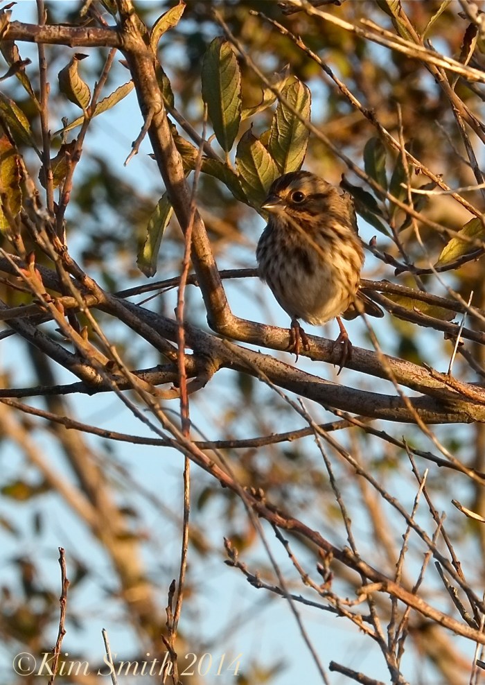 Sparrow ©Kim Smith 2014