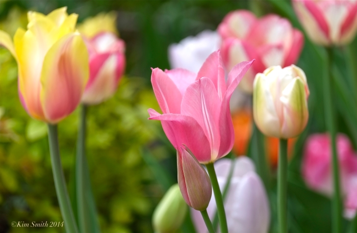 Spring Tulips Mary Prentiss Inn Cambridge MA. ©Kim Smith 2014JPG