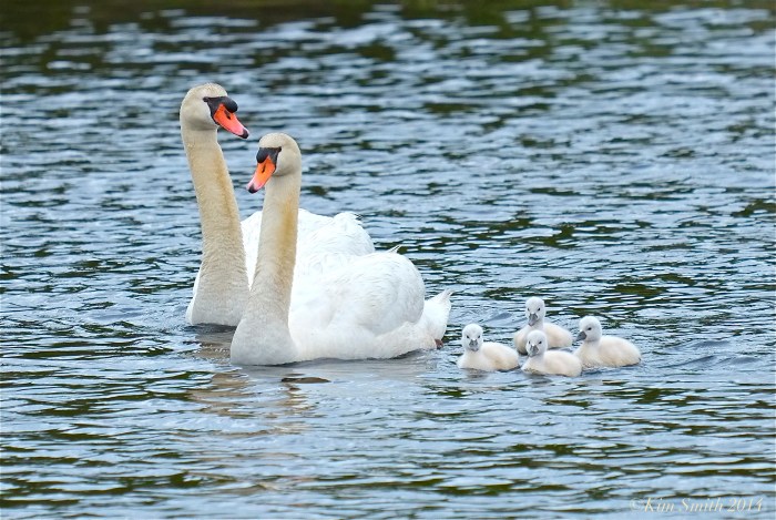 Swan and Cygnets ©Kim Smith 2014