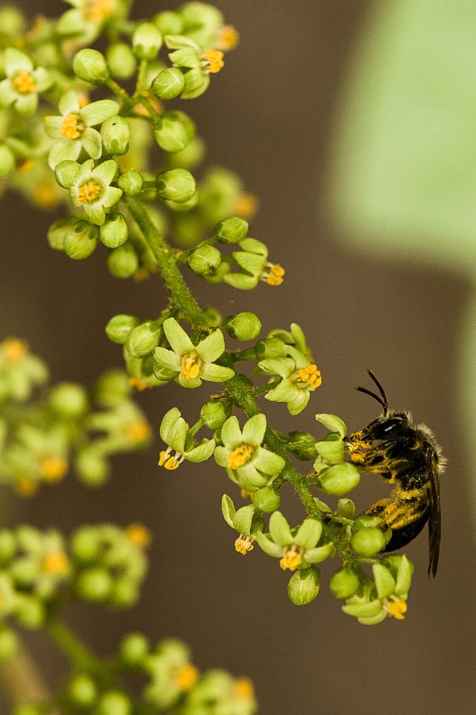 Toxicodendron_radicans_01
