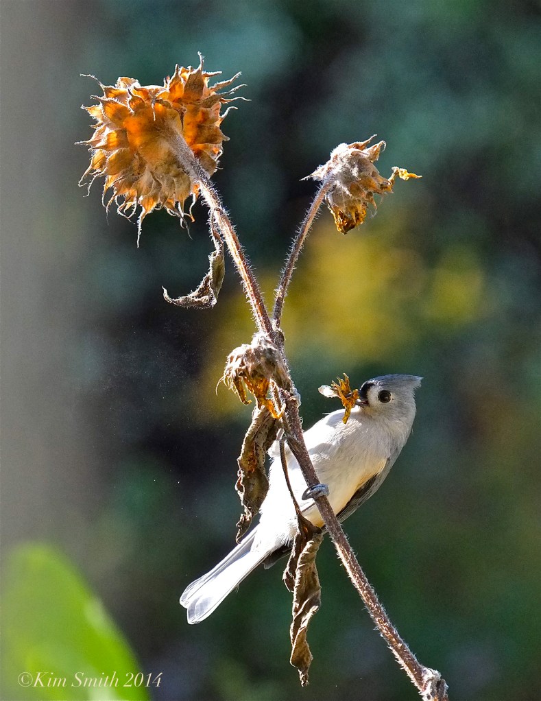 Tufted titmouse Baeolophus bicolor ©Kim Smith 2014