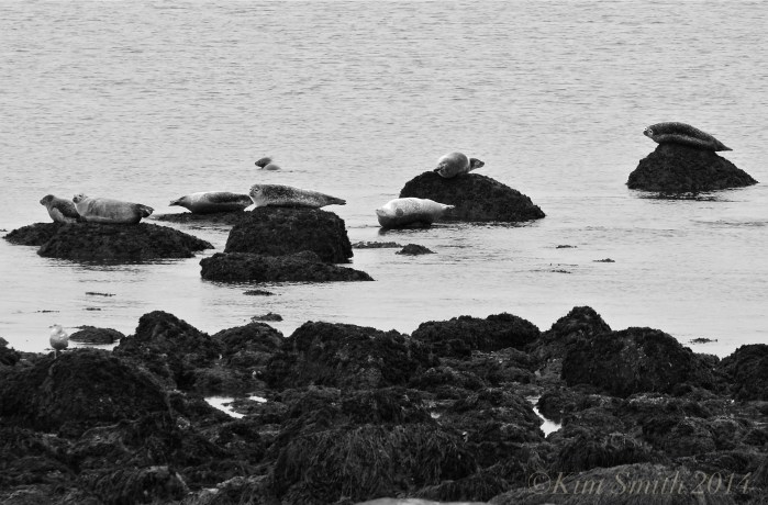 Brace Cove Seals 2 ©Kim Smith 2014