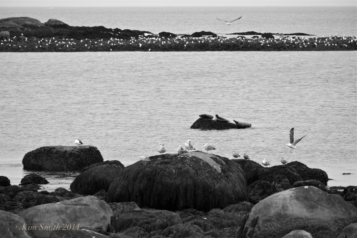 Brace Cove Seals b-w ©Kim Smith 2014