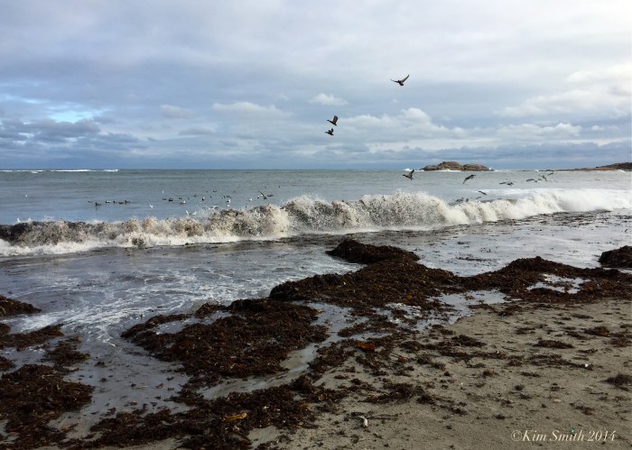 Brace Rock Gloucester iPhone 6 camera ©Kim Smith 2014