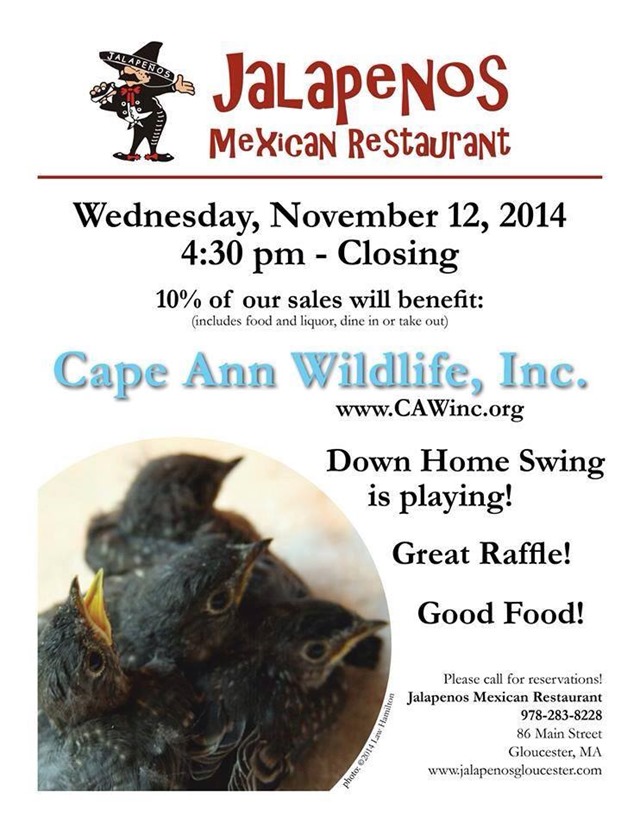 capeannwildlifejalapenos