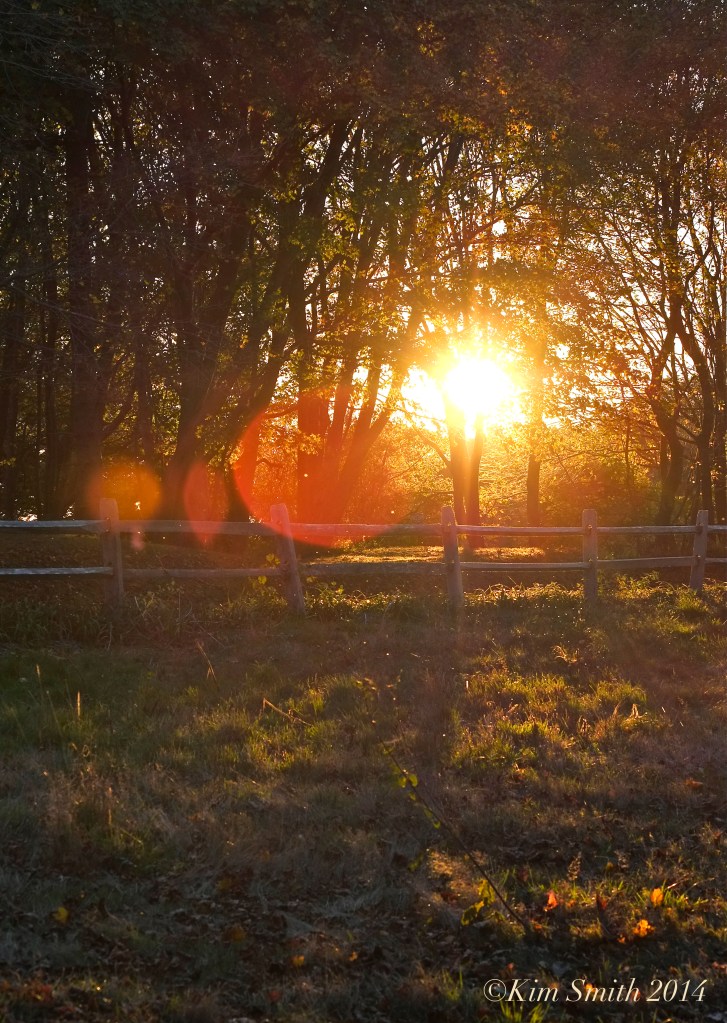 Late afternoon light through the trees Gloucester -2 ©Kim Smith 2014. copy