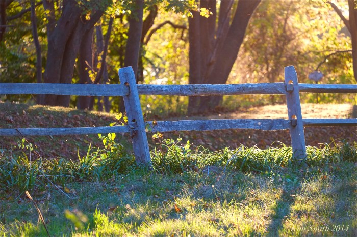 Late afternoon light through the trees Gloucester -3 ©Kim Smith 2014.