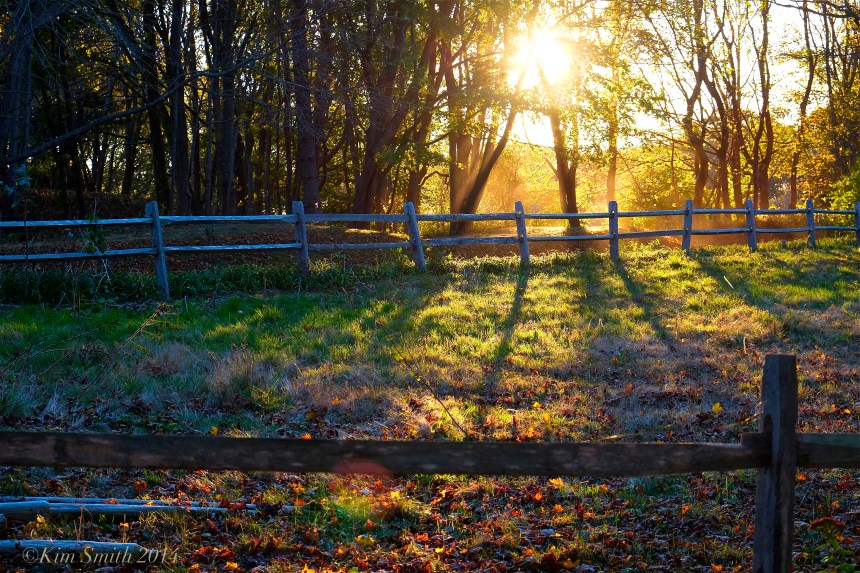 Late afternoon light through the trees Gloucester ©Kim Smith 2014
