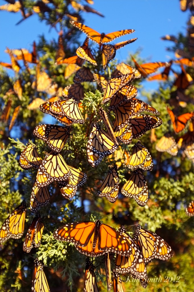 monarch-butterfles-eastern-point-gloucester-ma-c2a9-kim-smith-2012-1