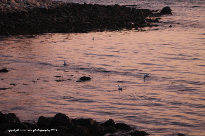 November 10, 2014 seagulls swimming at sunset