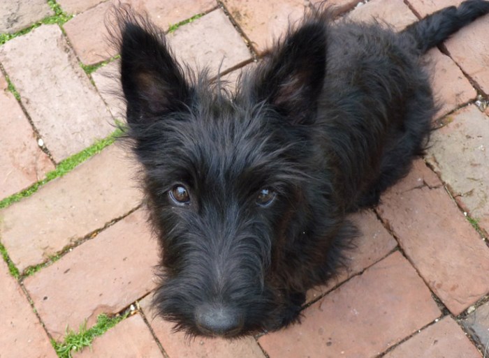 Rosie Money Penny 4mos