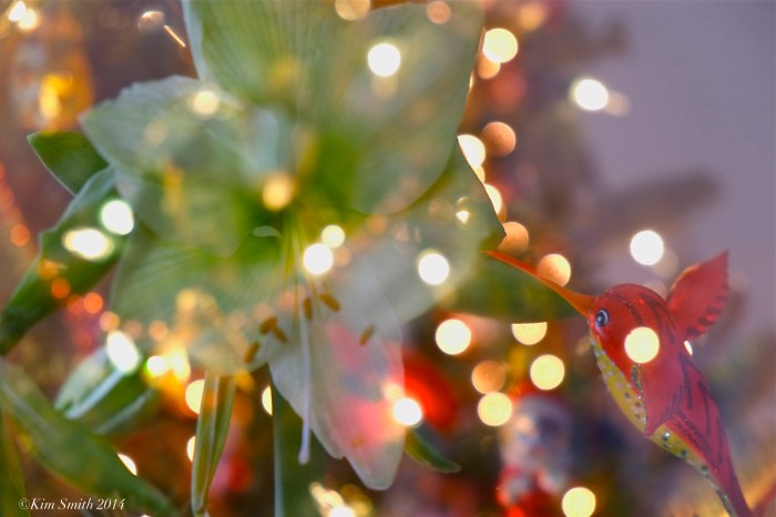 Amaryllis double exposure ©Kim ASmith 2014