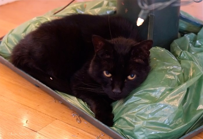 Cosmos Black Cat ©Kim Smith 2014