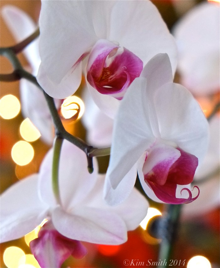 Cymbidium orchid ©Kim Smith 2014