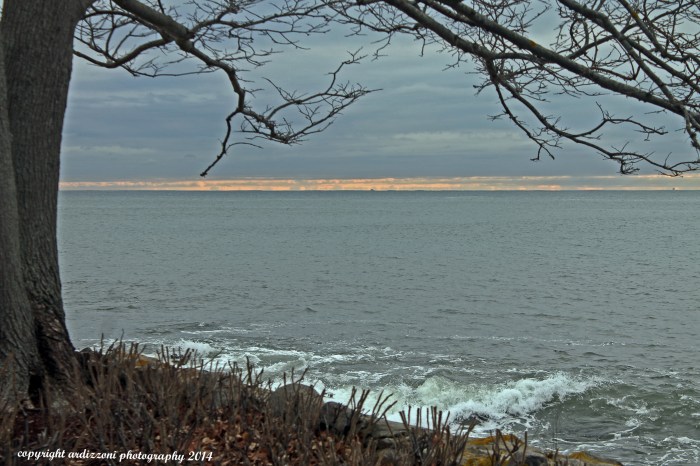 December 12, 2014 love this tree on Shore Road 2