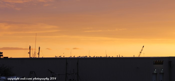 December 13, 2014 seagulls watch the sky change