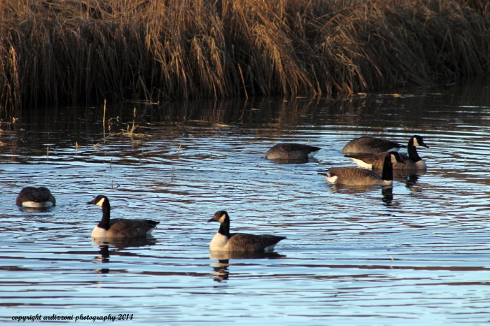 December 29, 2014 Geese enjoying Little River
