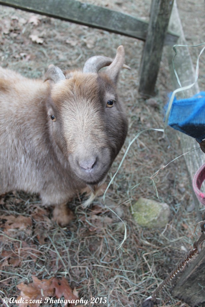 December 30, 2014 my little friend