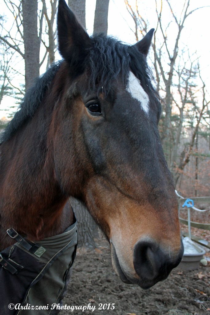 December 30, 2014 such a beautiful animal